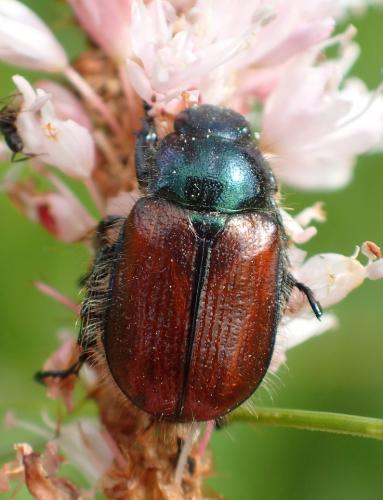 Réf. 209 213 : Phyllopertha horticola